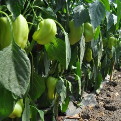 Зеленые перцы на кусте в поле - Багряний вулкан