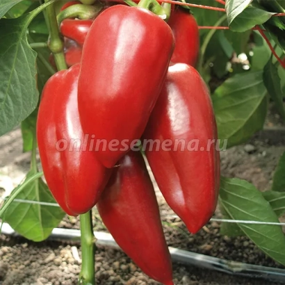 Красные перцы на растении - Байкал