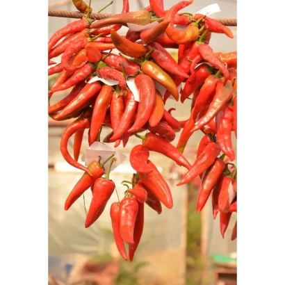 Красные перцы Бактянець, висящие на ветвях