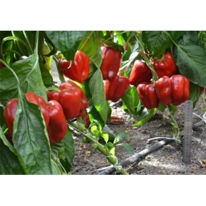 Красные перцы на растении - Баловень