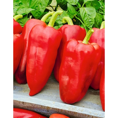 Червоні перець на дерев'яній поверхні з зеленими листям на фоні - БАЛТАЗАР