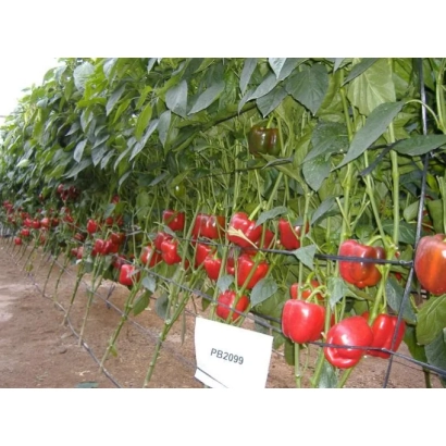 Кусты перца с плодами на фоне поля - Бандай F1