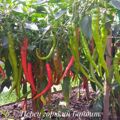 Red and green Bandit peppers on the plant