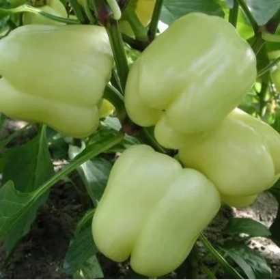 Светло-зеленые перцы на растении - БЕЛАДОННА