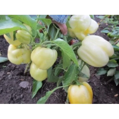 Yellow peppers on plant - WHITE GOLD