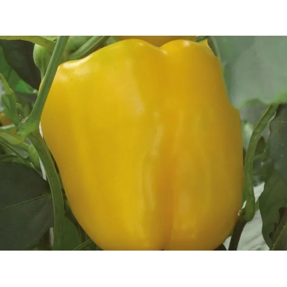 Желтый болгарский перец на растении - Бентли