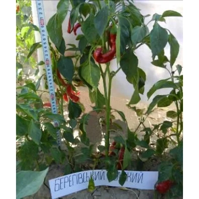 Red pepper Beregivskyi on plant