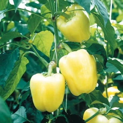 Желтые перцы на растении - Бианка F1