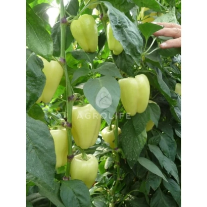 Желтый перец BIBIC на растении - БИБИЦ