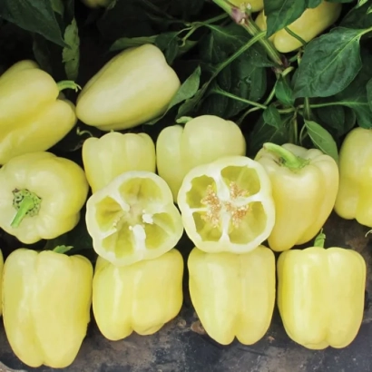 Желтые перцы с разрезанными плодами на фоне зелени - Бланчина