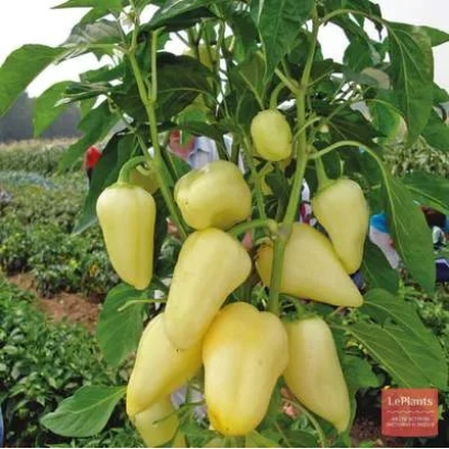 Yellow peppers on plant, variety BODROST