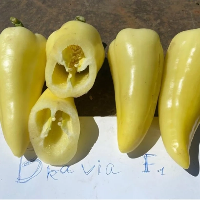 Желтый перец сорта Бравия F1
