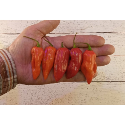 Рука держит пять красных перцев на светлом фоне - БРЕНДО