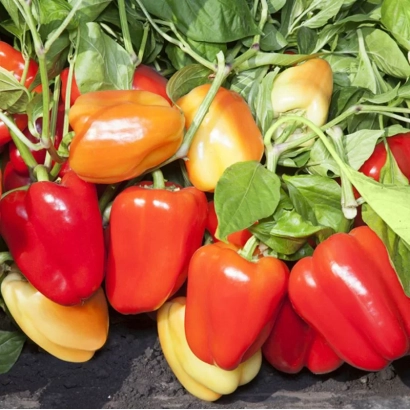 Свежие красные и желтые перцы на ветвях - БС П 184