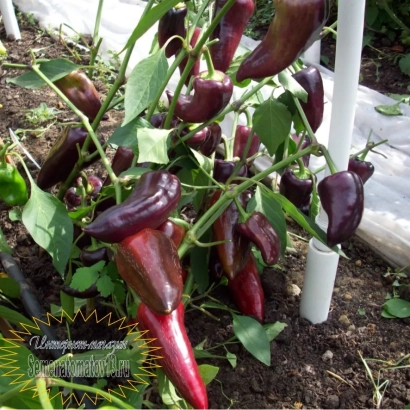 Червоні перець сорту Бухарест на рослин
