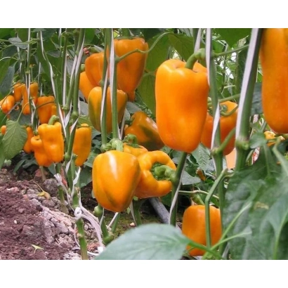 Желтые перцы на растении - БЫЧОК