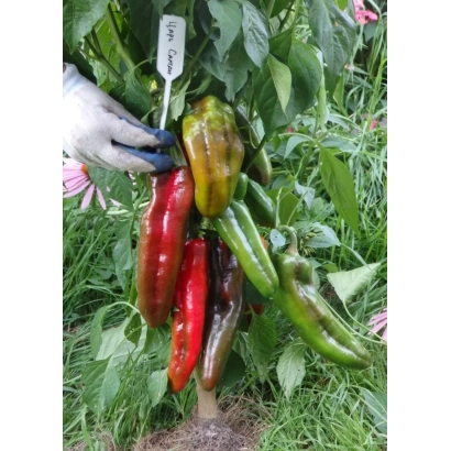 Красный перец сорта ЦАРЬ САЛТАН на растении с биркой