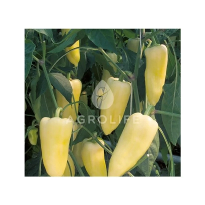 Желтые перцы на растении, сорт Центури F1