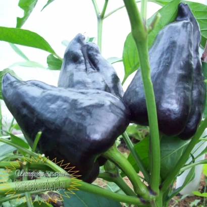 Черные перцы на растении - ЧЕРНЫЙ КОНЬ