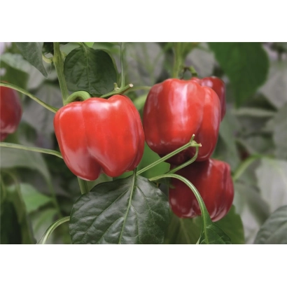 Красные перцы на ветке - Чайка