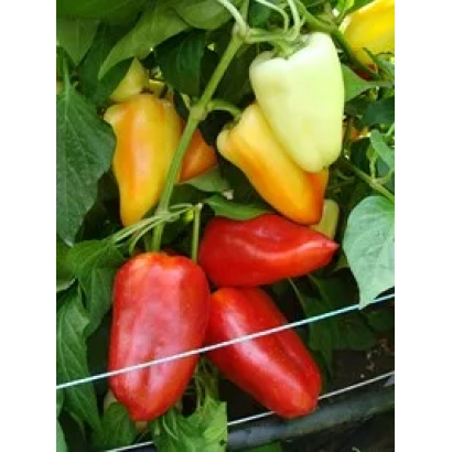 Red, yellow, and orange CINTIA F1 peppers on the plant