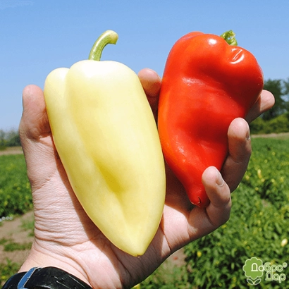 Две руки держат желтый и красный перец на фоне поля - Цинтия F1