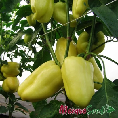 Желтые перцы сорта Citrina на растении, логотип Monaro Seed - Цитрина