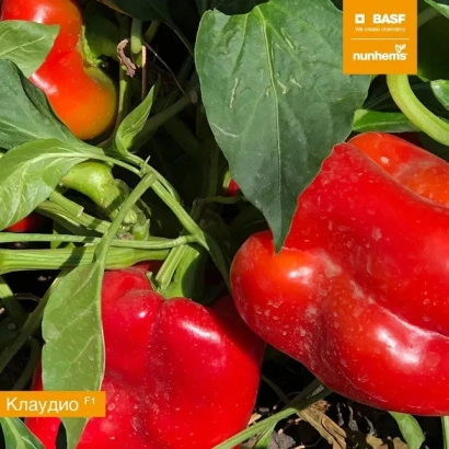 Красный перец сорта Кловис на растении - Кловис F1