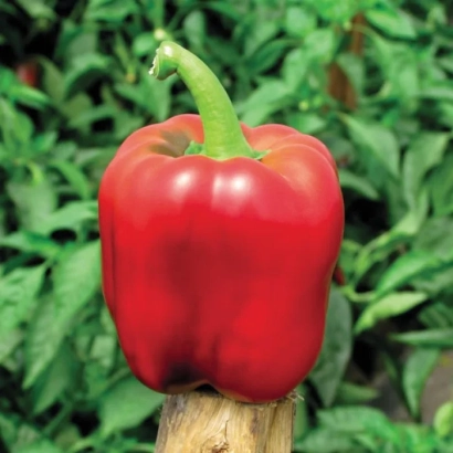 Красный перец Crimson King на деревянной палке на фоне зелени - Кримсон Кинг