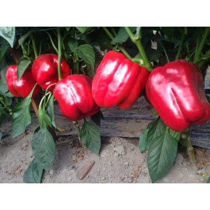 Красные перцы на растении - КРУСАДЕР