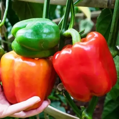 Червоний, зелений та помаранчевий перець на гілці, рука тримає помаранчевий плід - Дакар