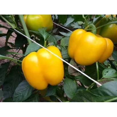 Yellow peppers on plant - Devito