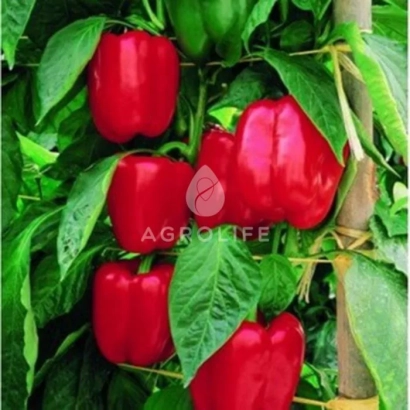 Красные перцы на растении с логотипом AGRO LIFE - Диагорас