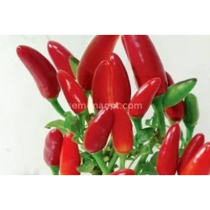 Красные перцы сорта Дионис на стебле