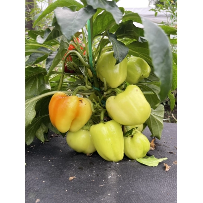 Спелые и незрелые перцы Добрыня на растении