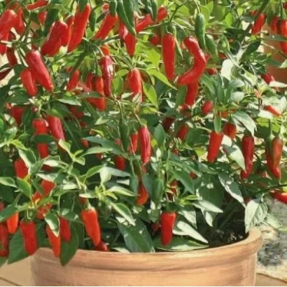 Red pepper Drakosha growing in a pot