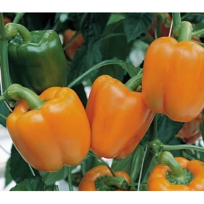Свежие оранжевые и зеленые перцы на ветвях - ДСП 7054