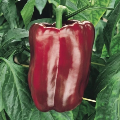 Red pepper DUCATO on plant