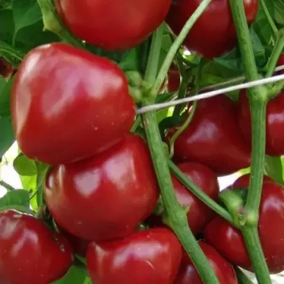 Красные перцы Думас на ветке