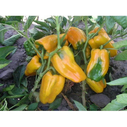 Желтые перцы Джемини F1 на растении