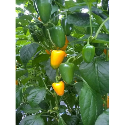 Свежие перцы желтого и зеленого цвета на растении - Е 20 С 0158