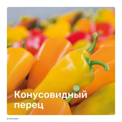 Конусовидный перец на фоне других перцев - Е 20 С 4216