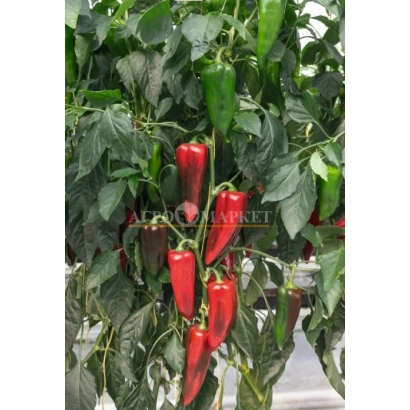 Red and green peppers on plant - ELZEM
