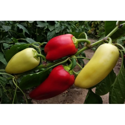 Червоні та жовті переці на гілці - ЕЛІКСИР