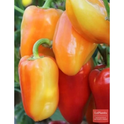Сладкий перец желто-красного цвета на ветке - ЕРМАК