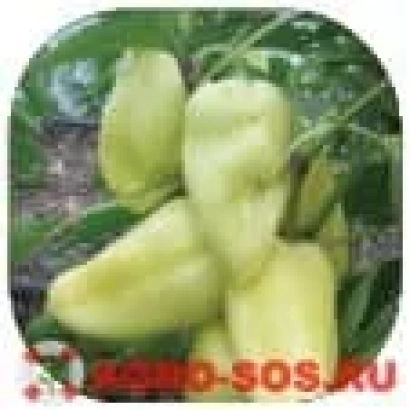 Пакет насіння перцю ЕСКУДЕРО на фоні рослини