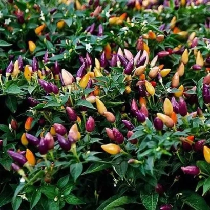 Куст перца с плодами разных цветов: красными, желтыми и фиолетовыми. - ЭУРИКС