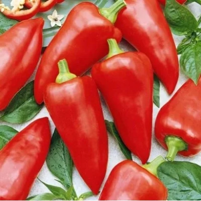Червоні перець Факір на зелених листках