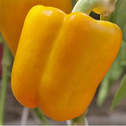 Желтый перец на растении - ФАНТАСТИКА