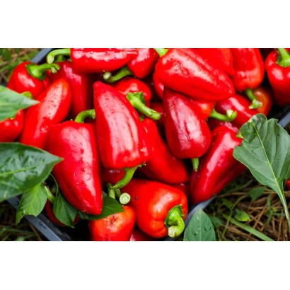 Красные перцы Фараон в упаковке